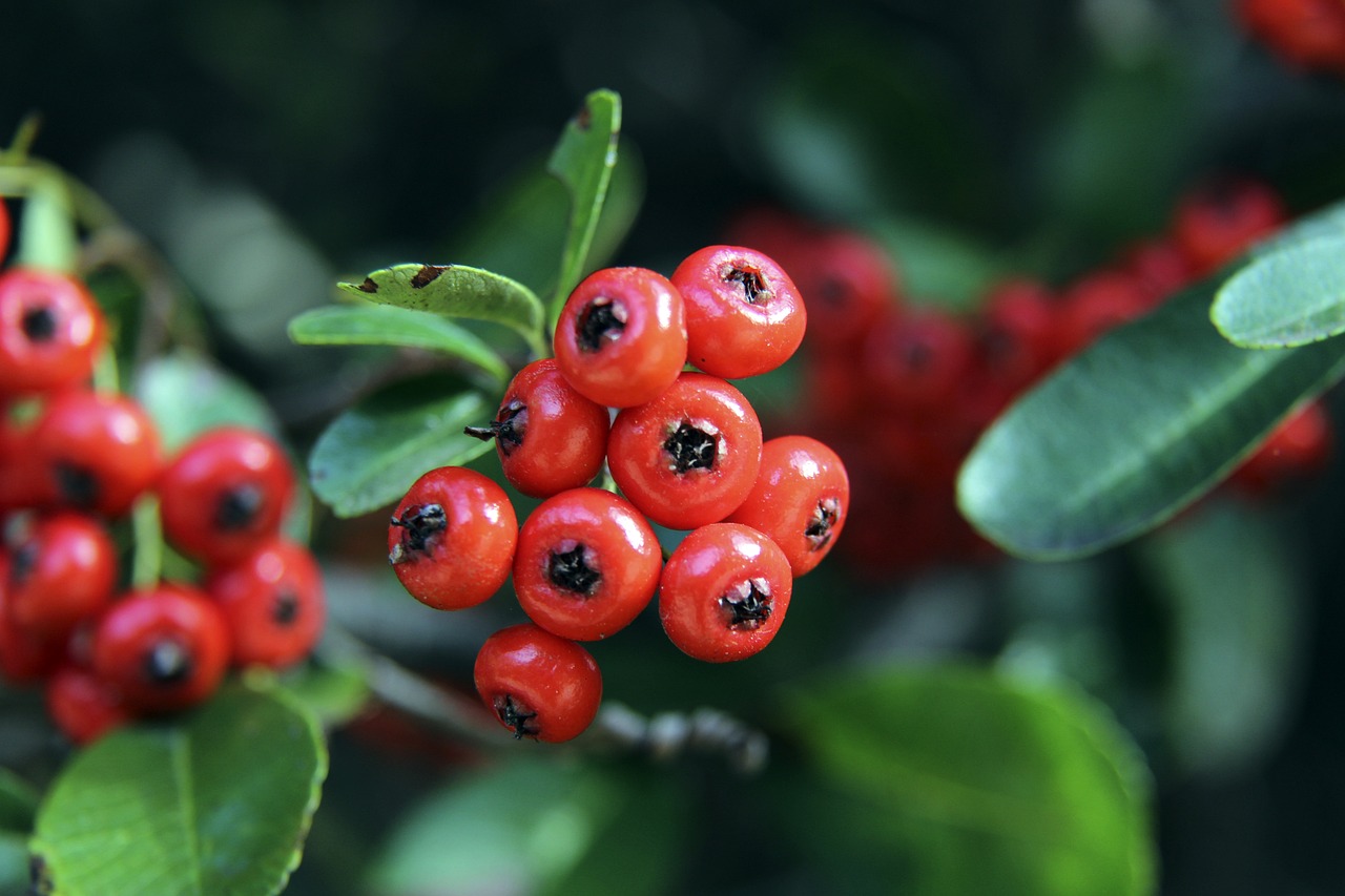 但巴西仍具 但巴西仍具